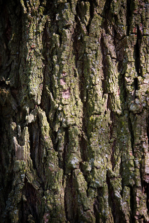 Texture of an Oak Tree Bark in Italy