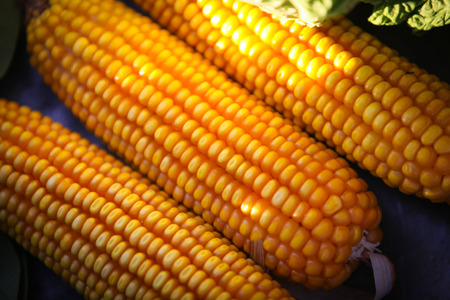 Basket of Fresh Sweetcorn Ripe For Cooking