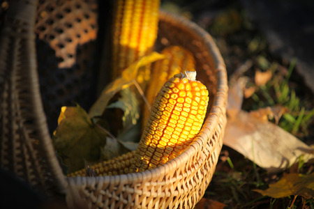 Basket of Fresh Sweetcorn Ripe For Cookingの写真素材