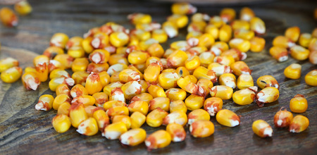 Corn Seed on a Wood Backgroundの写真素材