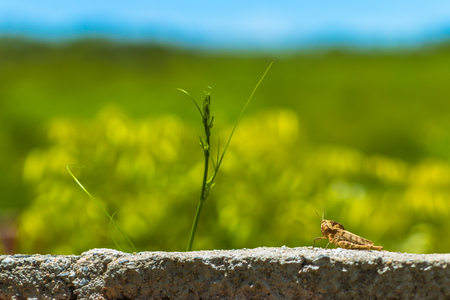 Grasshopper insect sitting on top of concrete wall against a green and blue blurry backgroundの写真素材