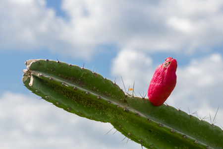 Cactus with red fruit against blue sky summer