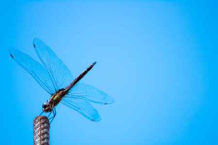 Dragonfly sitting on a steel barの写真素材