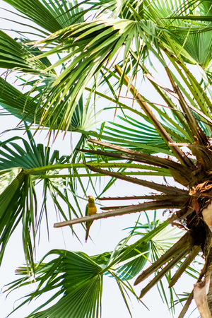 Perroquet at the Carnauba Palm treeの写真素材