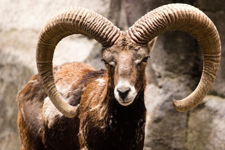 Bighorn Sheepの写真素材