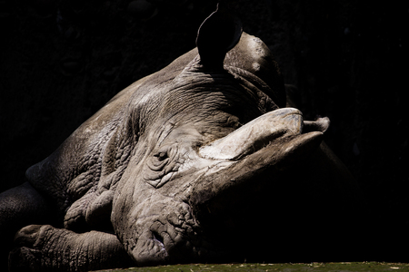 White Rhinocerosの写真素材