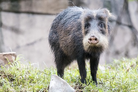Collared Peccaryの写真素材