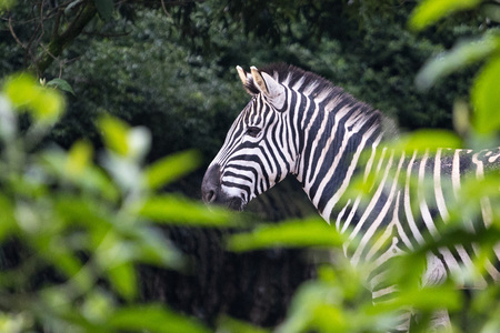 Zebraの写真素材