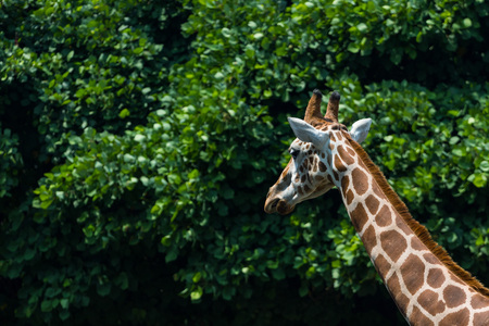 Giraffeの写真素材