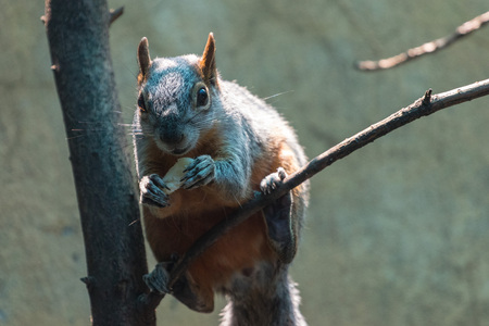 A squirrel eatingの写真素材