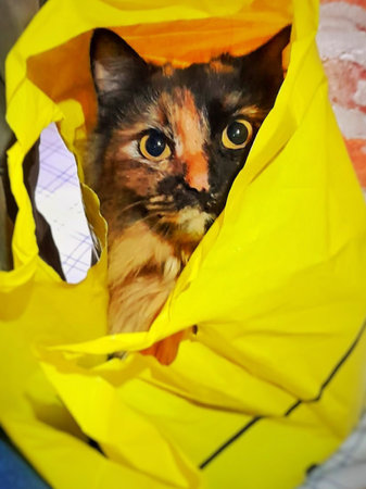 Tricolor cat peeking out of a yellow paper bag.の写真素材
