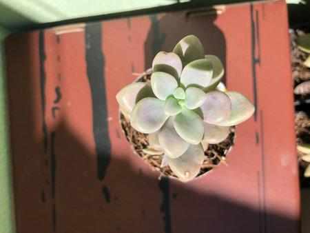 Beautiful natural decorative plant at homeの写真素材