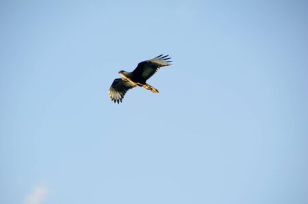 bird bird color sun nature colors landscape wildlife free