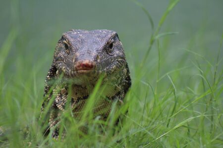 closeup of a beautiful big lizard varano on the grass in Lumpini park of Bangkok