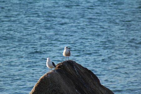 pretty seagull standing on a rock at eveningの写真素材