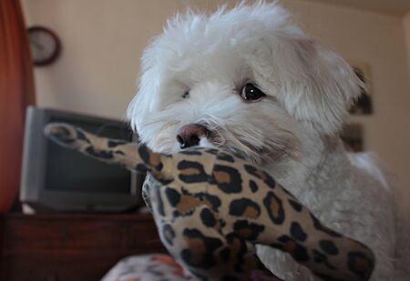 a cute cuddle beautiful purebred white maltese dog playing with a doll