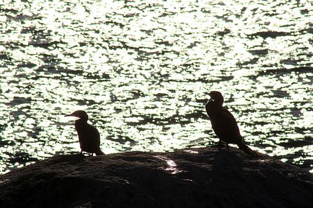 bird silhouette standing on a rock at the beachの写真素材