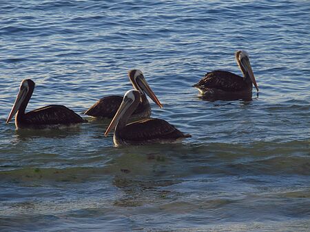 Pelicans floating in the sea on the beach of Algarrobo, central coast of Chileの写真素材