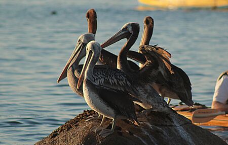 Pelican standing on a rock in the sea on the beach of Algarrobo, central coast of Chileの写真素材