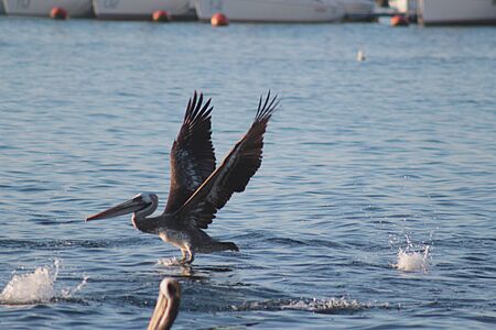 Pelican flying over the sea on the beach of Algarrobo, central coast of Chileの写真素材