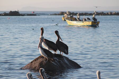 Pelican standing on a rock in the sea on the beach of Algarrobo, central coast of Chileの写真素材
