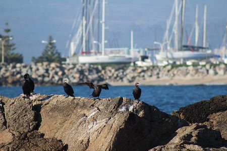 Birds standing on a rock at the evening in Algarrobo beach, central coast of Chile.の写真素材