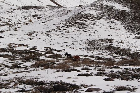 Horses eating grass among the snow on the mountain in winter, in CajÃ³n del Maipo, Andes mountain in Chile.の写真素材