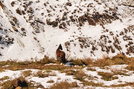 Horses eating grass among the snow on the mountain in winter, in CajÃ³n del Maipo, Andes mountain in Chile.の写真素材