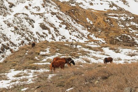Horses eating grass among the snow on the mountain in winter, in CajÃ³n del Maipo, Andes mountain in Chile.の写真素材