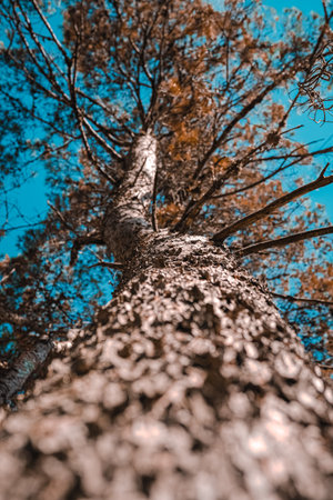 Low angle view of the trunk of a pine tree against the blue skyの写真素材