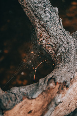spider web on tree in the forest - vintage retro effect picture