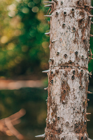 Close-up of a tree trunk with spikes in the forest.の写真素材