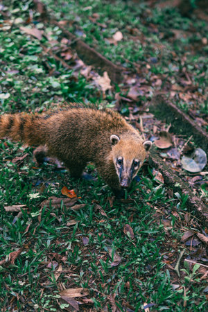 South American coati (Nasua nasua) on the ground