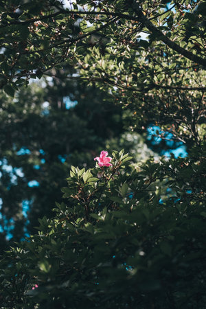 Pink azalea flower blooming on a tree in spring.