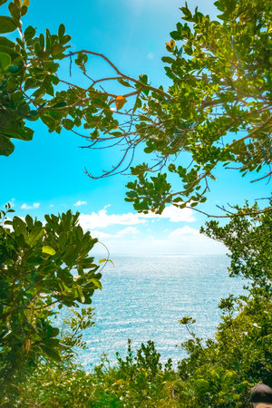 View of the sea from the top of a tree on a sunny dayの写真素材