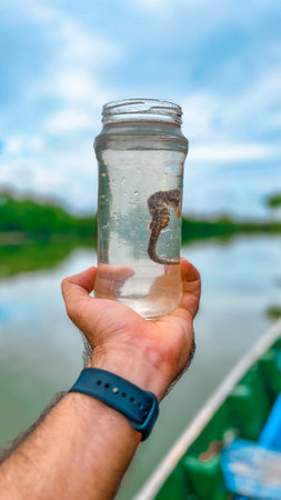 Hand holding a bottle with seahorse on the background of the riverの写真素材