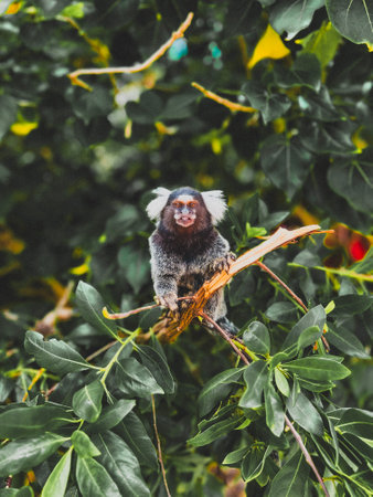 Cute marmoset sitting on a tree branchの写真素材