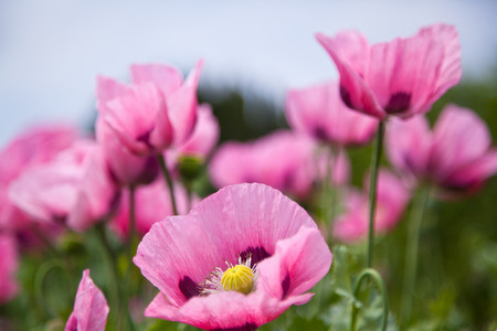 Pink flowersの写真素材