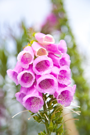 Pink flowersの写真素材