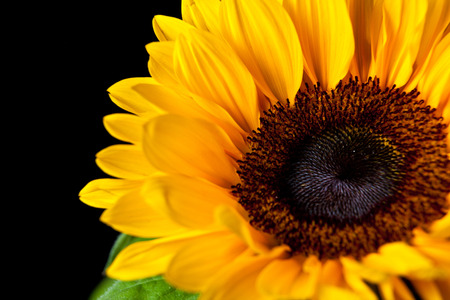 Sun flower closeupの写真素材
