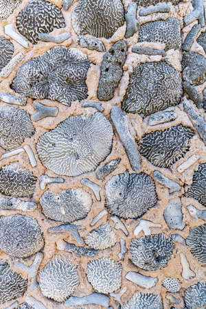 background of a stone wall with fossils etched into the stones - textured backgroundsの写真素材