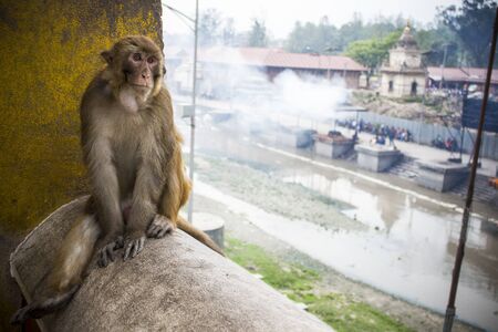 Monkey at the temple Pahupatinath, Kathmandu, Nepalの写真素材