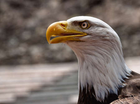 Close-up portrait of a bald eagle with a beak.の写真素材