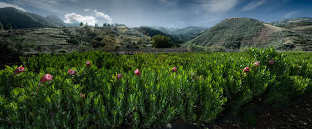 Panoramic view of the vineyards in the Cusco region, Peruの写真素材