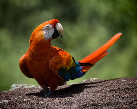 Beautiful Scarlet macaw (Ara macao) sitting on a rockの写真素材