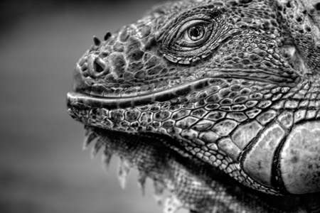 Close up of a green iguana head in black and white.の写真素材