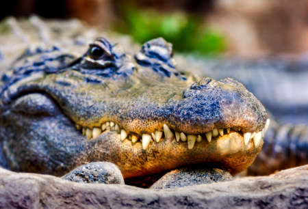 Close-up of the head of a large alligator with sharp teethの写真素材