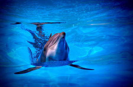 Dolphin swimming in the pool. Beautiful dolphin swims in the water.