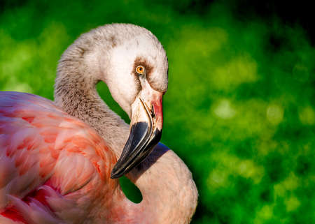 Portrait of a flamingo on a green background. Close-up.の写真素材