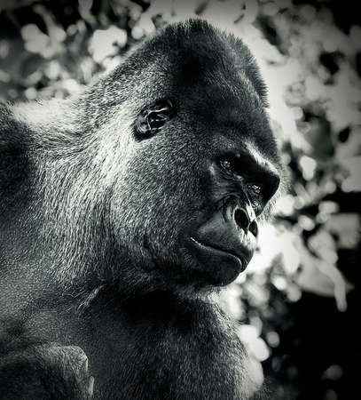 Portrait of a gorilla in the jungle. Black and white image.